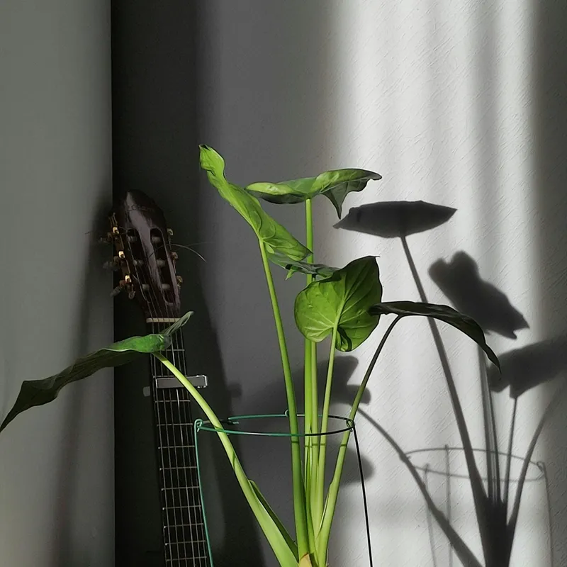 Alocasia Stingray plant with distinctive upward-pointing leaf tips beside a white curtain