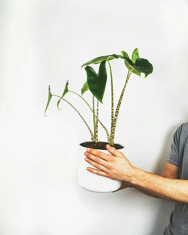 Alocasia Zebrina plant showing zebra-striped stems and arrow-shaped green leaves in a white pot
