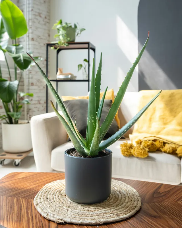 Aloe vera plant in a dark ceramic pot on a wooden table in a bright living room