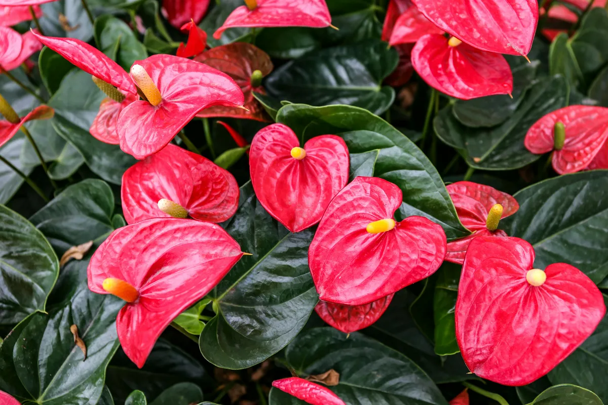 Cluster of red anthurium laceleaf flowers with glossy green leaves in a garden