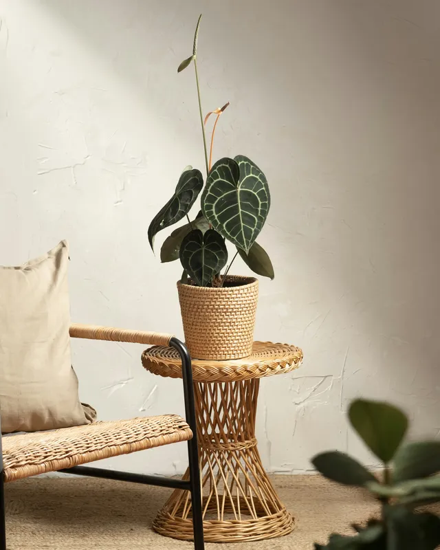 Anthurium clarinervium with dark heart-shaped leaves and white veins in a woven basket on a rattan stand