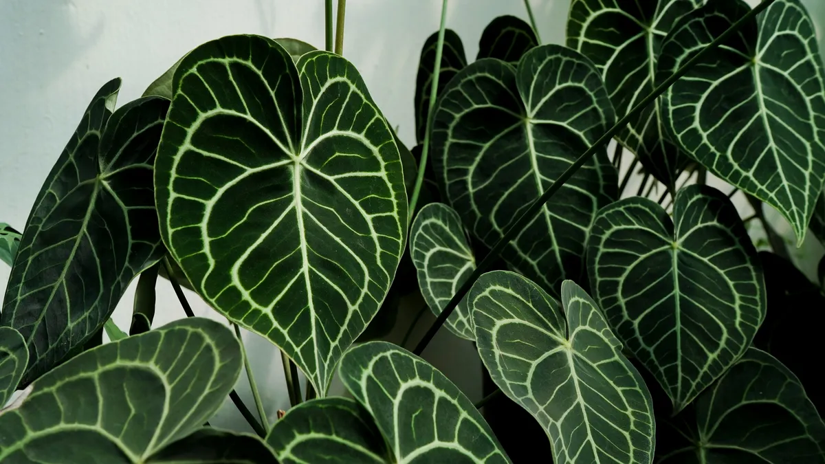 Anthurium crystallinum leaf showing dark green color with prominent silver-white veins