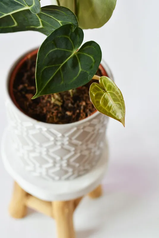 Green anthurium plant with rounded leaves in a white ceramic pot