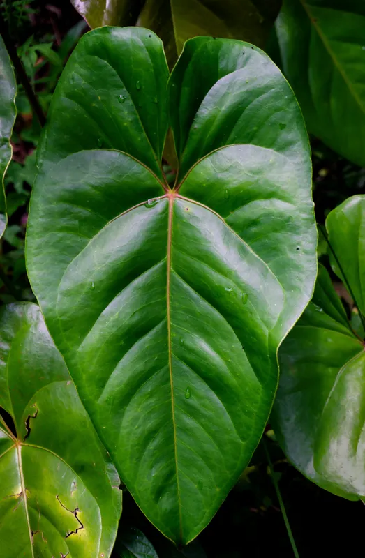 Close-up of a large dark green heart-shaped anthurium leaf with prominent veining