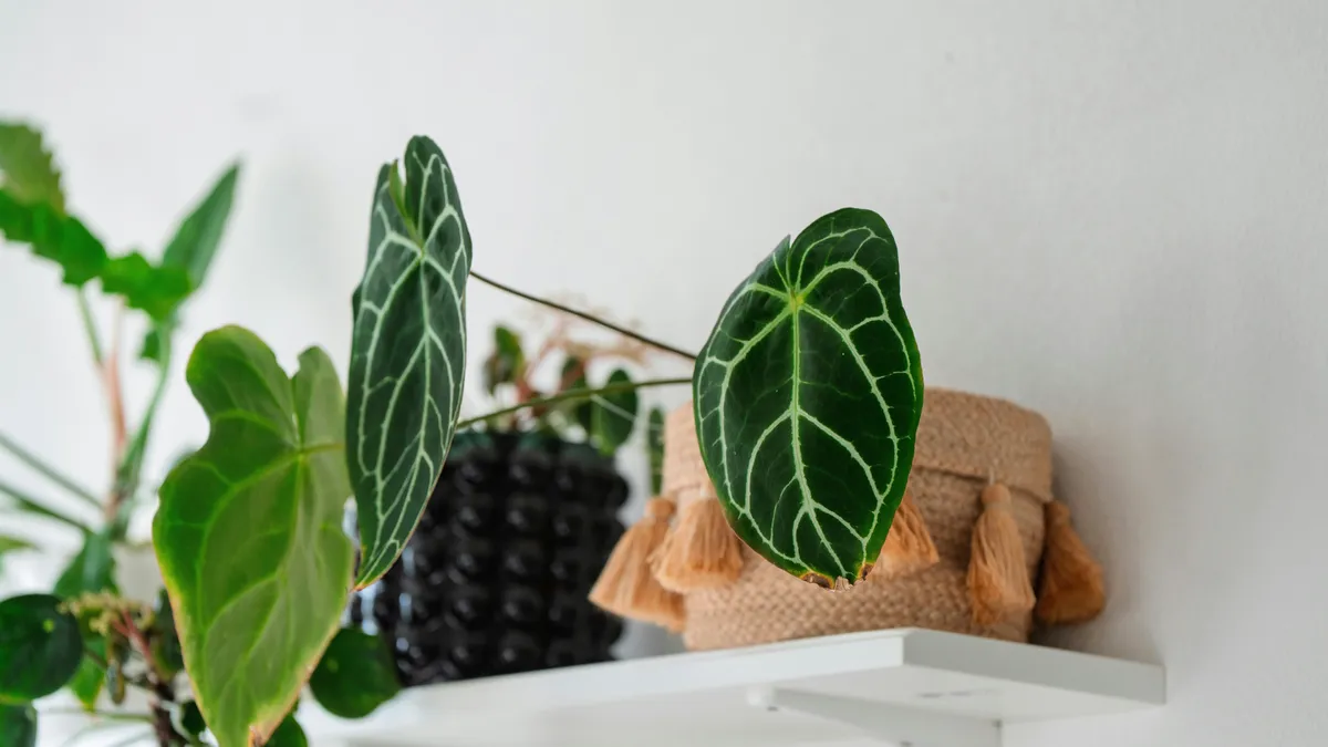 Large anthurium magnificum leaf showing dark green color with prominent white veins