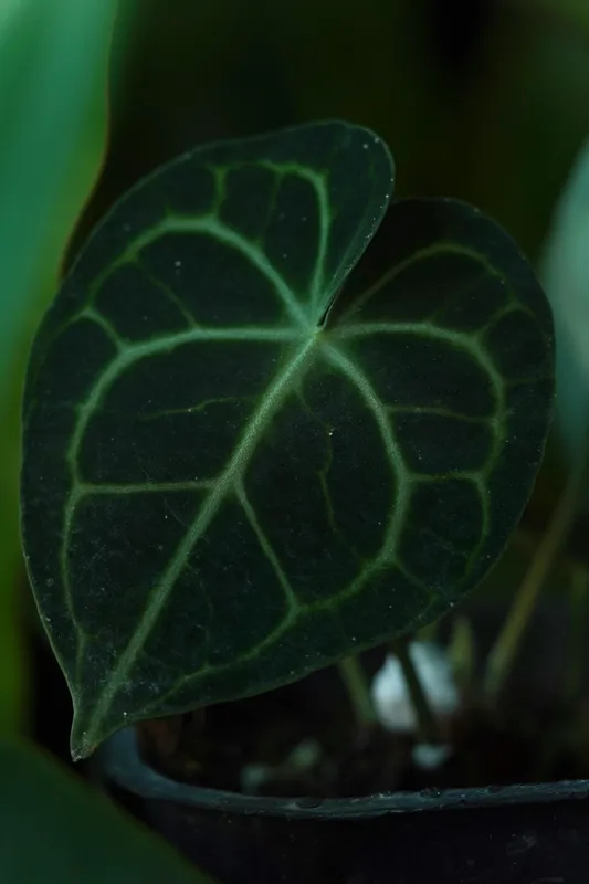 Dark green anthurium leaf with velvety texture and visible veining