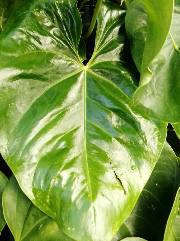 Green finger-shaped anthurium pedatoradiatum leaves spreading outward