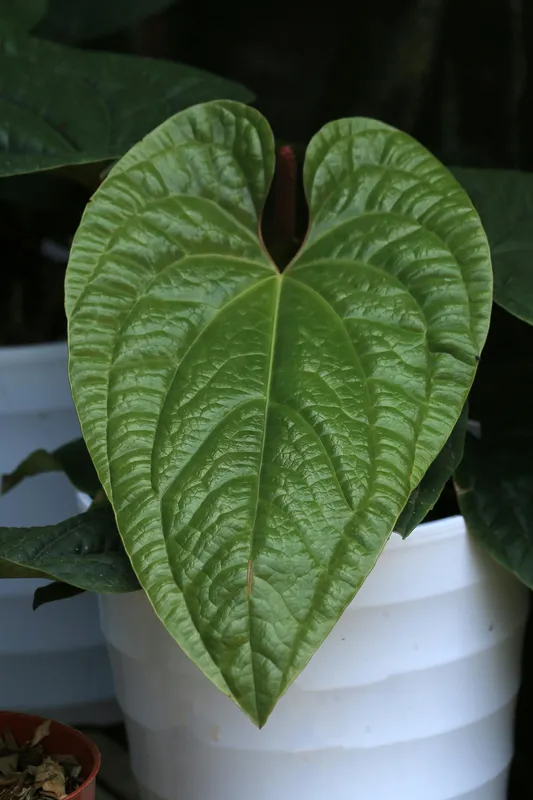 Green heart-shaped anthurium leaf in a white pot