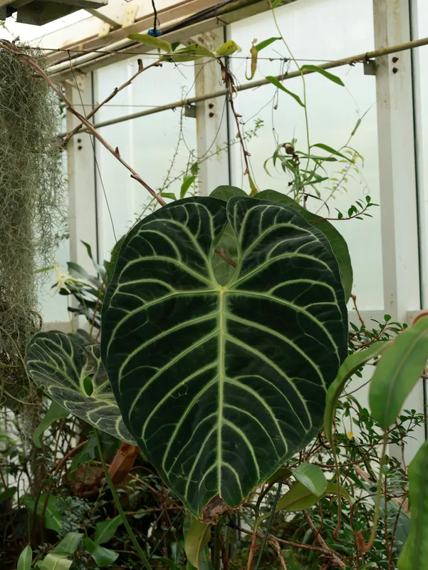 Large anthurium regale leaf with deep green color and prominent white veins