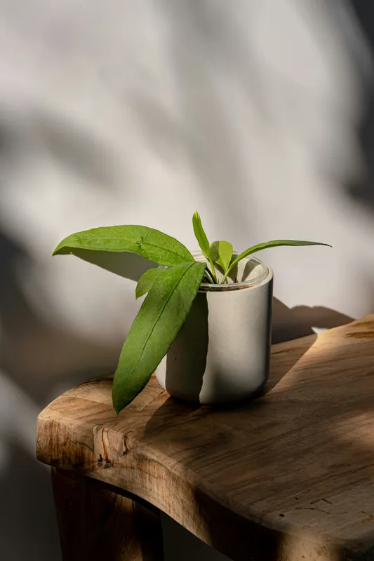 Long corrugated anthurium veitchii leaf with rippled texture hanging down