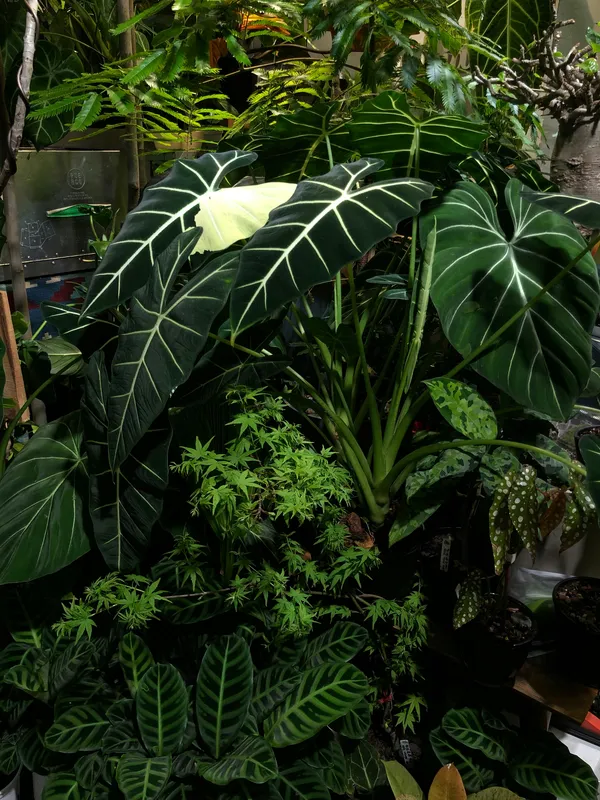 Long dark green anthurium warocqueanum leaves with silver veins displayed in a plant nursery