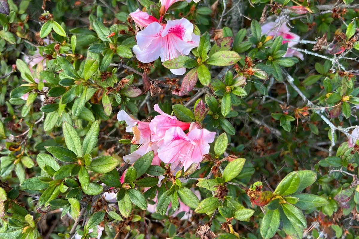 A bush covered in vibrant pink azalea flowers with lush green leaves
