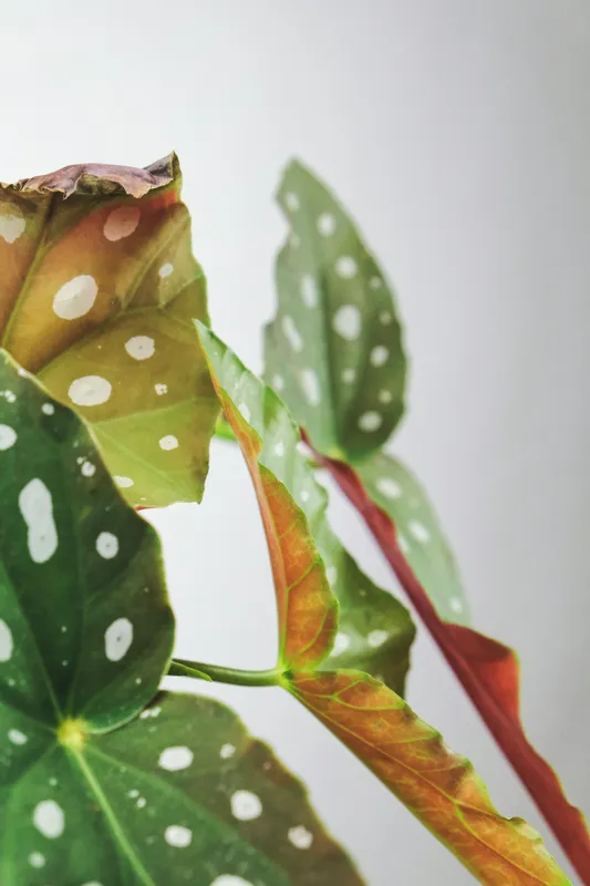 Begonia maculata plant showing angel wing leaves with white polka dots
