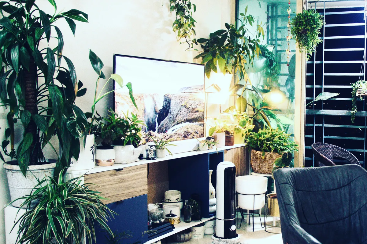 Green potted leafy houseplant on a clean wooden desk beside a black and white table in a bright home workspace