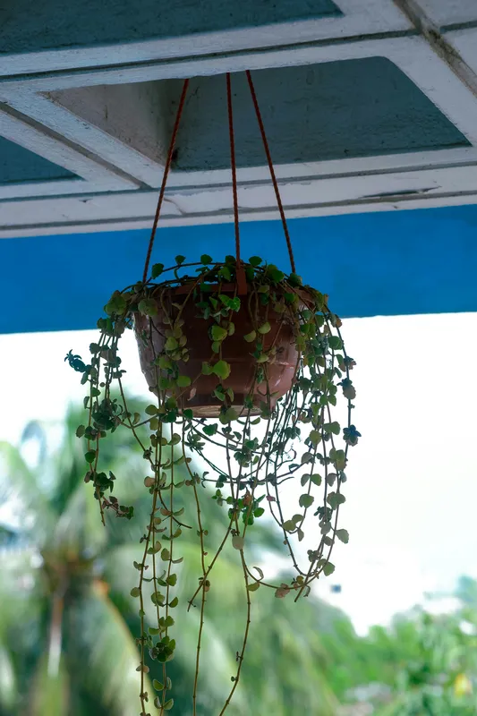 Hanging potted plant with long trailing green vines cascading downward outdoors