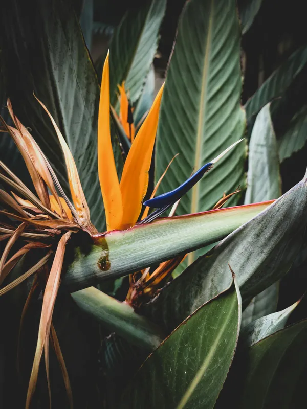 Bird of paradise plant with large green leaves growing outdoors