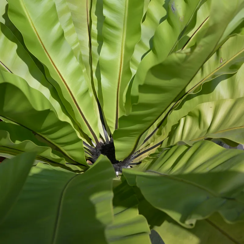 Close-up view of bright green bird s nest fern leaves with smooth wavy edges and prominent central veins