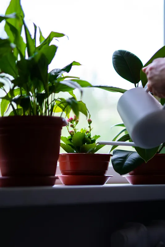 Person watering houseplants on a windowsill with a white watering can, with potted plants in terracotta pots near a bright window