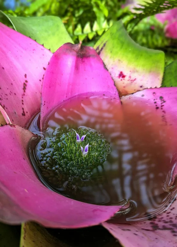 Close-up of a bromeliad central cup filled with water showing vibrant pink and magenta leaves with tiny purple flowers emerging from the center