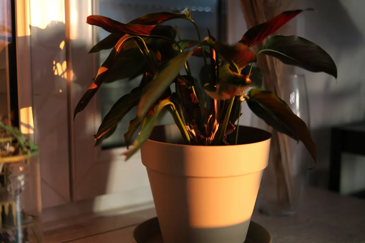 Houseplant with brown leaf tips sitting on a windowsill in warm light