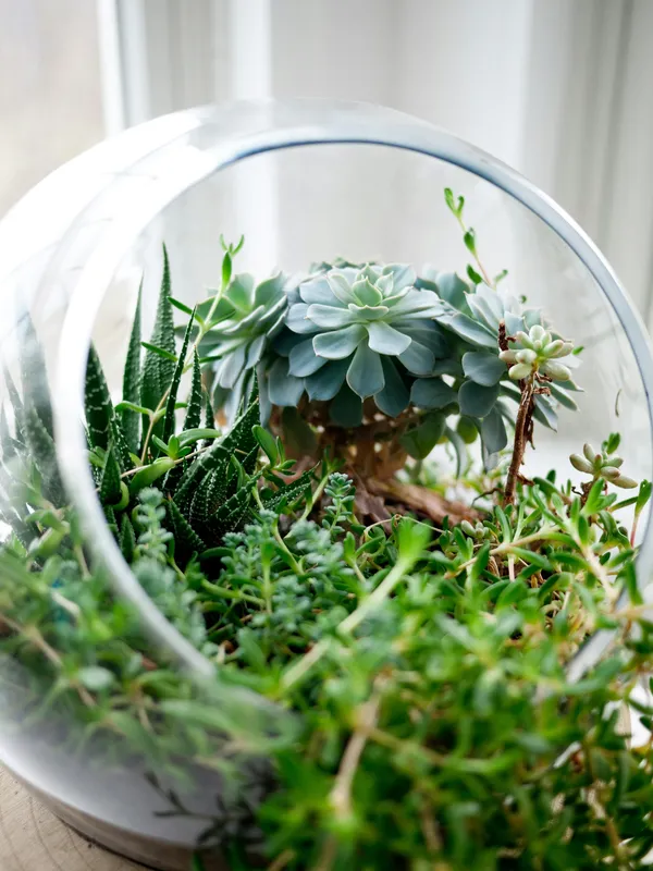 Small succulent plants growing inside a clear glass terrarium with pebbles and soil layers visible