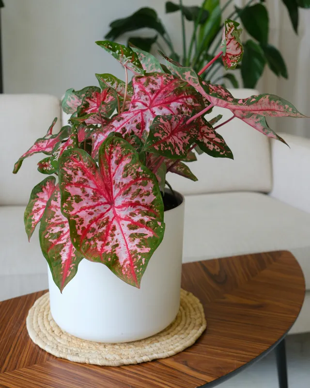 Caladium plant with pink and green heart-shaped leaves in a terracotta pot on a wooden table
