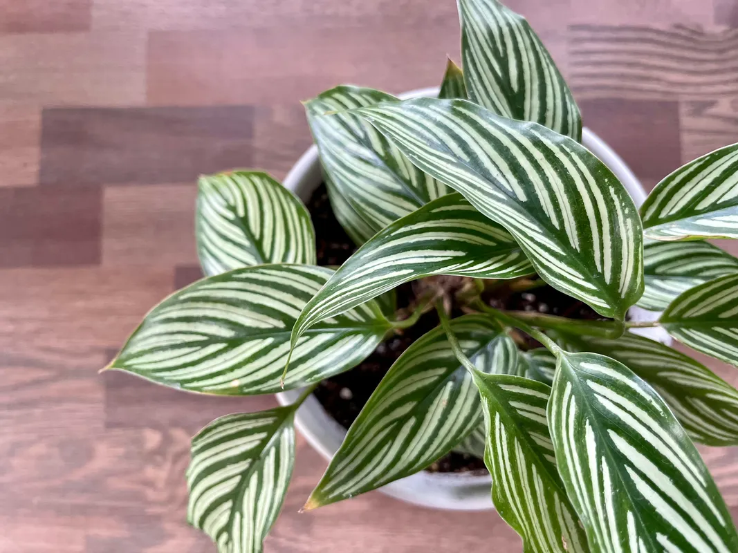 Calathea plant with green and white striped leaves in a white pot viewed from above