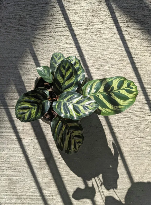 Calathea makoyana peacock plant with patterned green leaves casting shadows on concrete