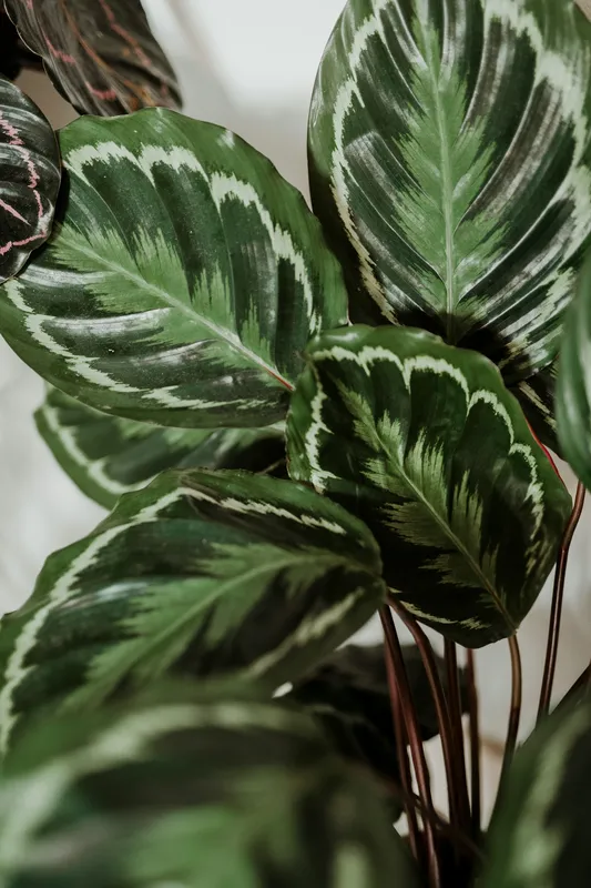 Close-up of calathea medallion leaves showing dark green color with lighter green and white markings