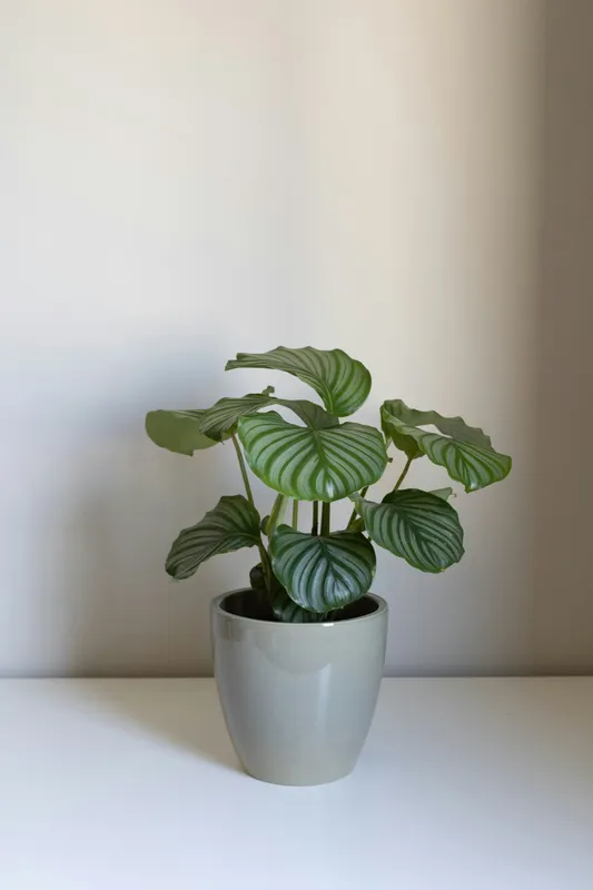 Calathea orbifolia plant with large round silver-green striped leaves in a ceramic pot
