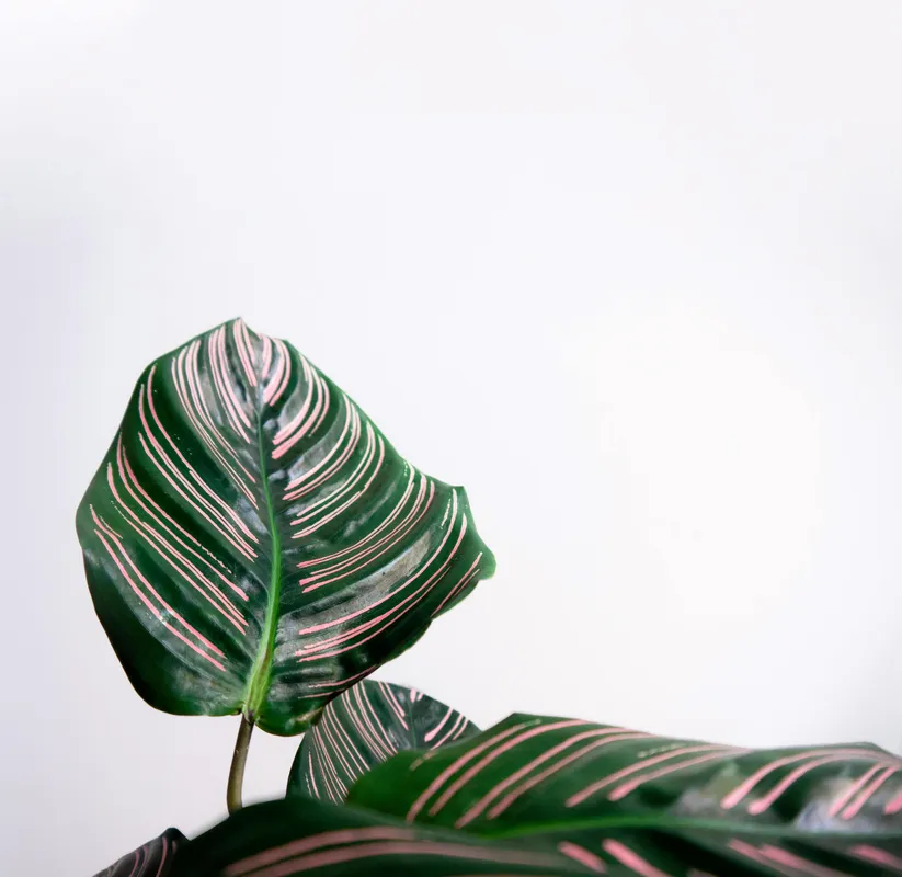 Calathea ornata pin-stripe plant with dark green leaves and pink stripes