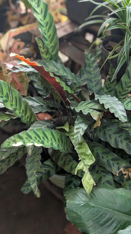 Calathea rattlesnake plant with elongated wavy green leaves