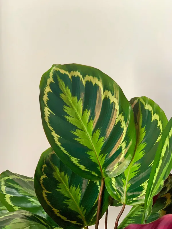 Calathea roseopicta with round dark green leaves and pink markings