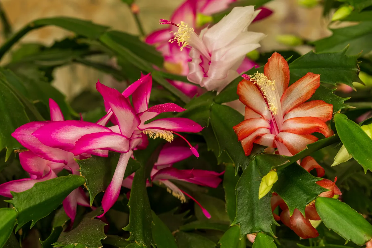 Christmas cactus with vibrant pink blooms in a decorative pot