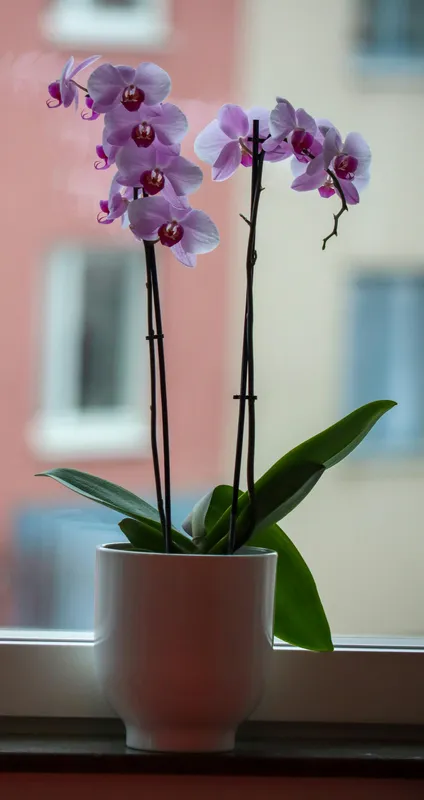 Purple orchid houseplant blooming on a bright windowsill
