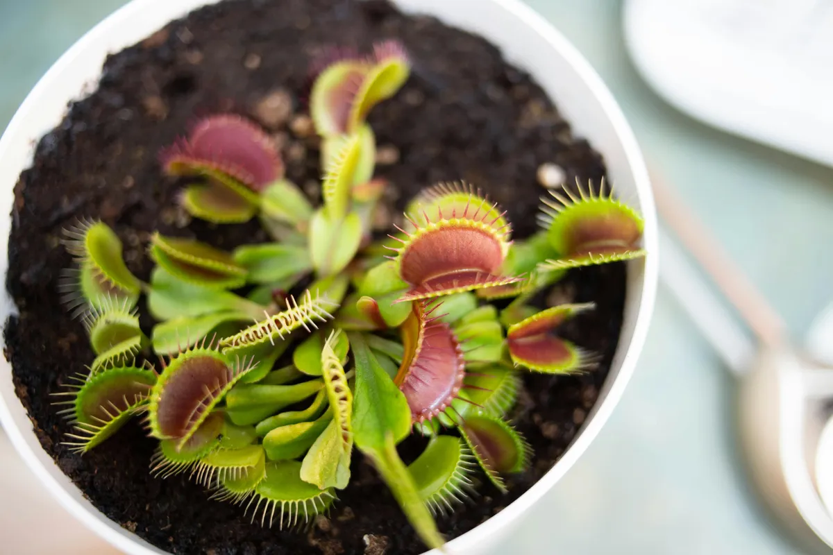 Potted Venus flytrap plant with green and reddish open traps growing in a small container