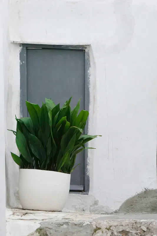 Cast iron plant with dark green upright leaves in a white ceramic pot beside a grey painted window against a white stucco wall