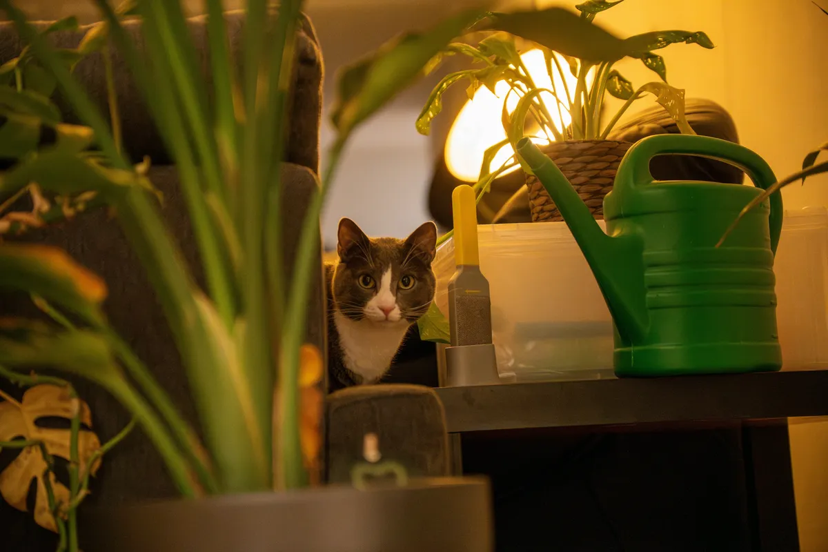 A gray and white cat peeking out from behind lush green houseplants next to a watering can