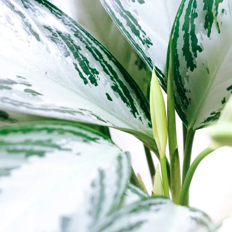 Chinese evergreen Aglaonema plant with white and green variegated leaves