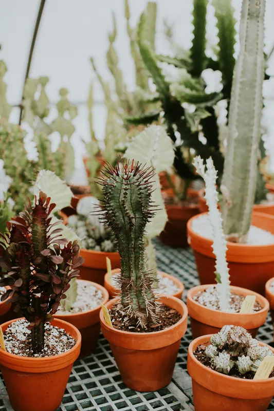 Collection of cacti and succulents in terra cotta pots on a greenhouse wire shelf