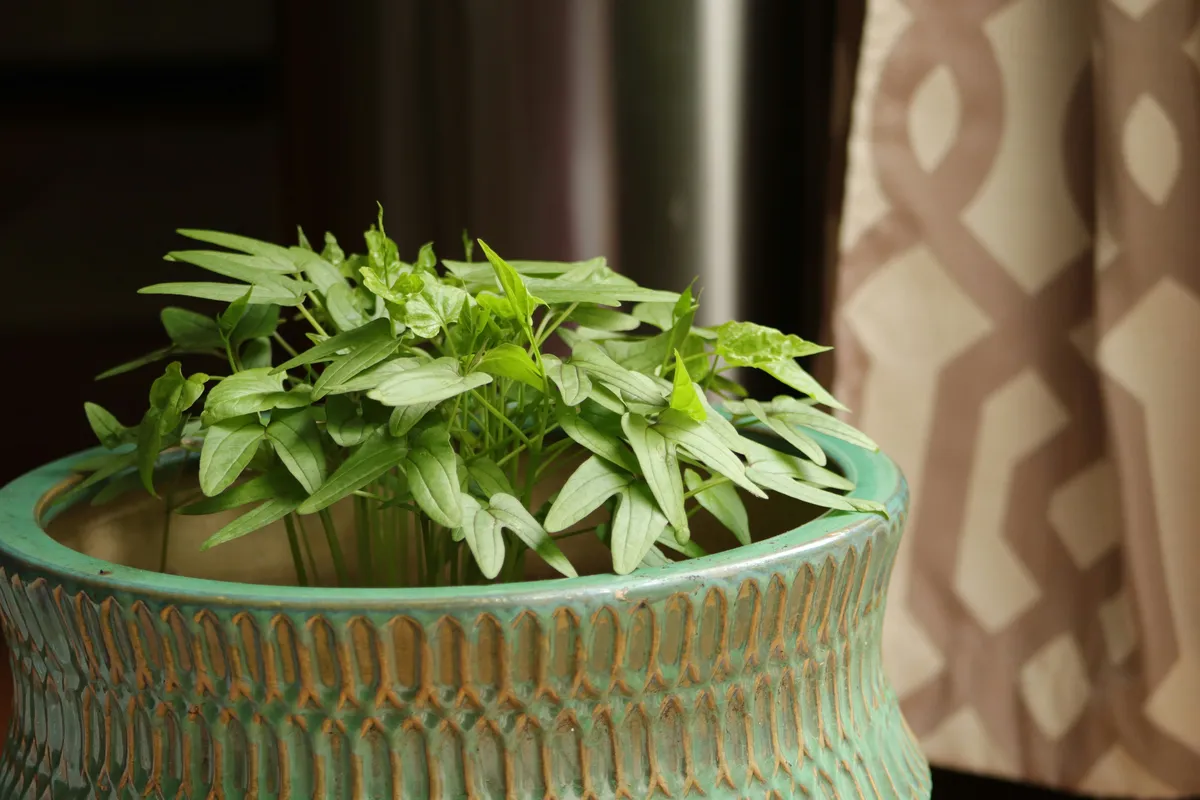 Fresh cilantro herb growing in a decorative indoor pot