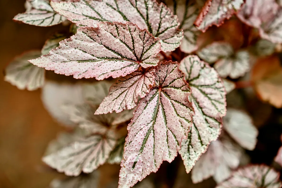 Close-up of pink-toned tropical leaves with prominent visible veins and soft coloring