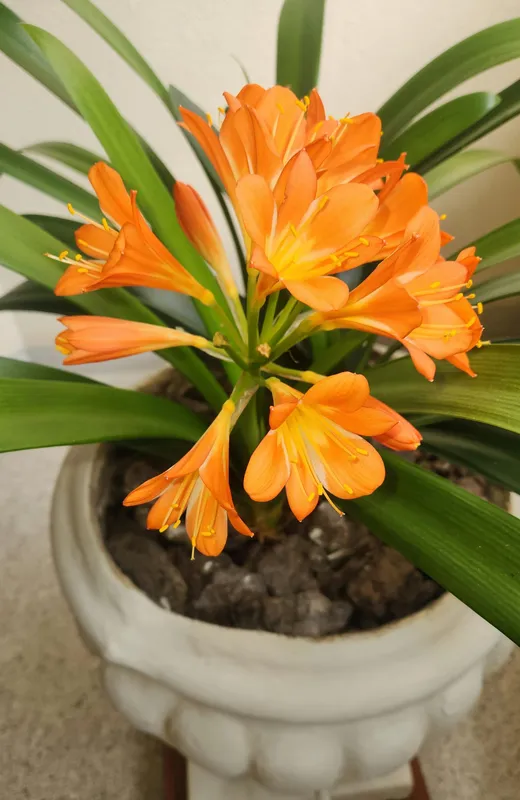 Vibrant orange Clivia miniata flowers in full bloom with trumpet-shaped petals and yellow stamens