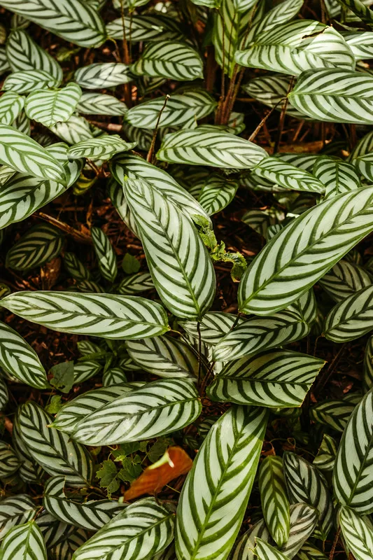 Close-up of Ctenanthe never never plant leaves showing distinctive green and silver-green herringbone stripe patterns