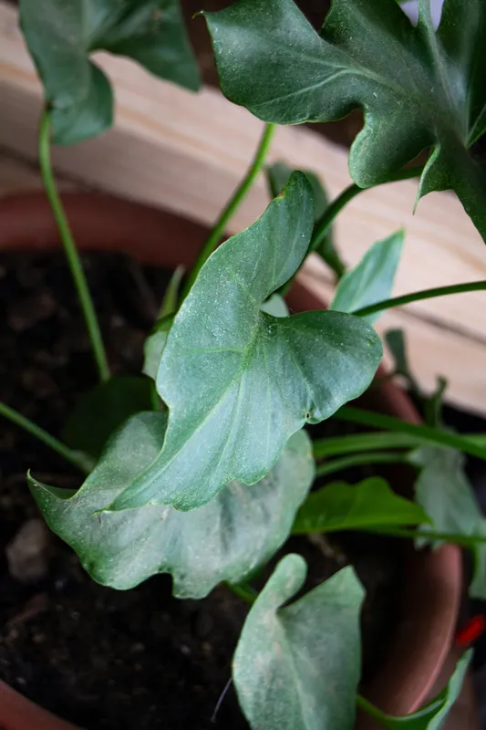 Close-up of a potted houseplant with broad green leaves showing slight pale discoloration in a terracotta pot