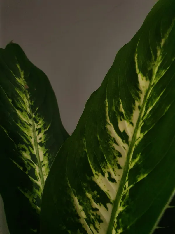 Dieffenbachia dumb cane plant with large green and cream variegated leaves