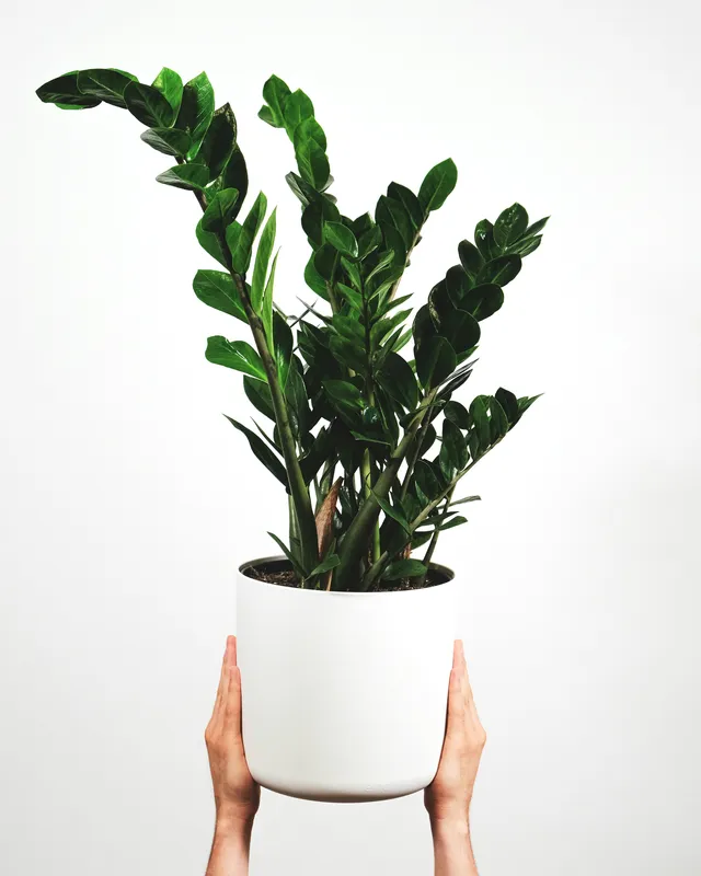 ZZ plant with glossy dark green leaves held up in a white ceramic pot against a light background