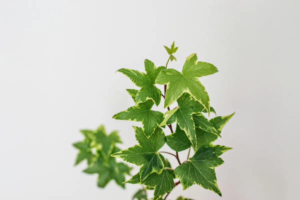 Variegated English ivy (Hedera helix) with green and cream-edged lobed leaves trailing against a light gray background