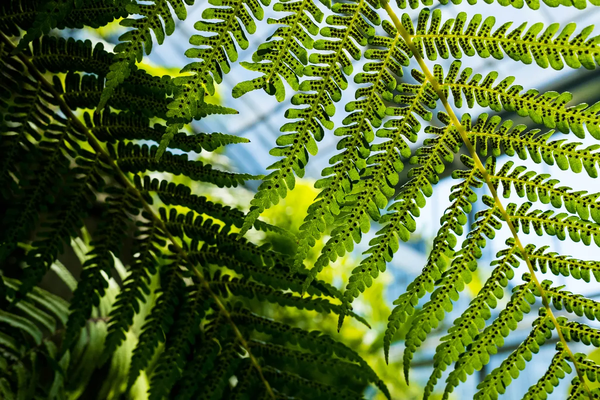 Close-up of lush green fern fronds with visible spores against bright natural light