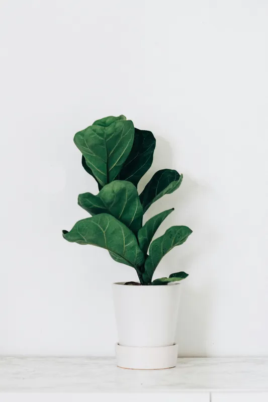 Fiddle leaf fig (Ficus lyrata) plant with large dark green violin-shaped leaves in a white pot against a white wall